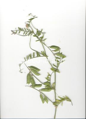 vetch, hairy
