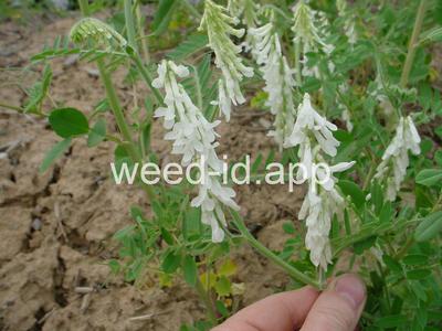 vetch, hairy