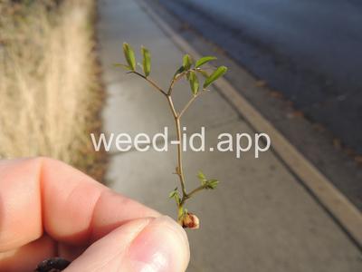 vetch, hairy