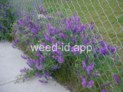 vetch, hairy