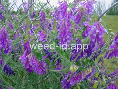 vetch, hairy