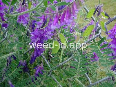 vetch, hairy