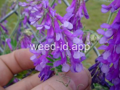 vetch, hairy