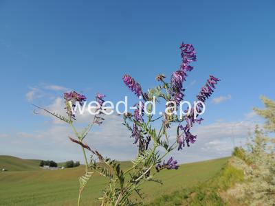 vetch, hairy