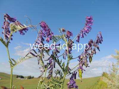 vetch, hairy