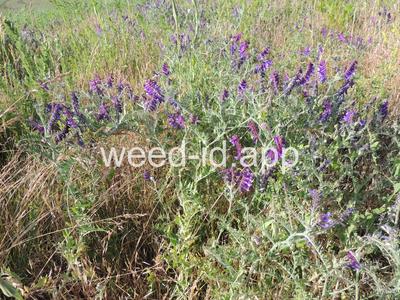 vetch, hairy
