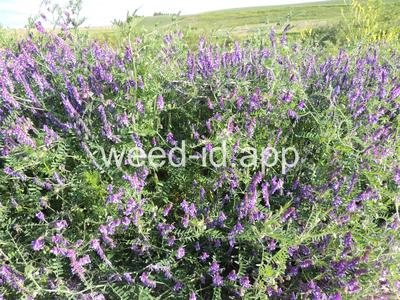 vetch, hairy