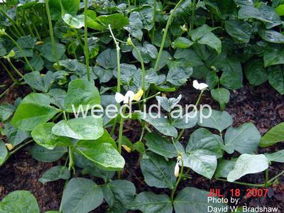 cowpea