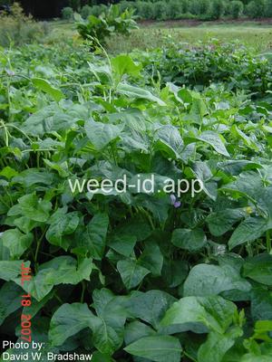 cowpea
