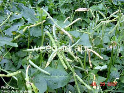 cowpea