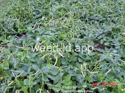 cowpea