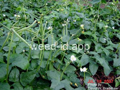 cowpea