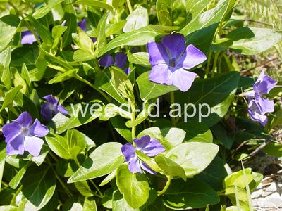 periwinkle, big