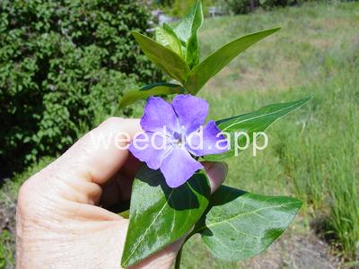 periwinkle, big