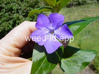 periwinkle, big