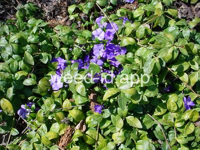 periwinkle, common
