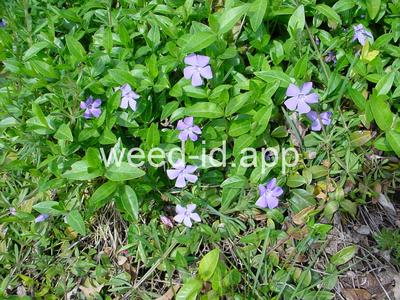 periwinkle, common