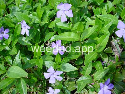 periwinkle, common