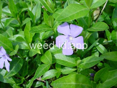 periwinkle, common