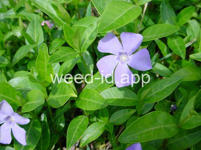 periwinkle, common