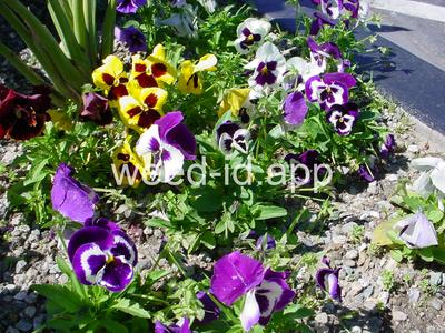 pansy