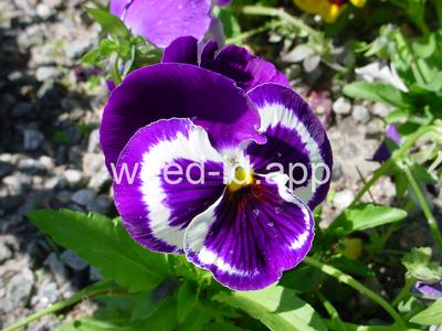 pansy