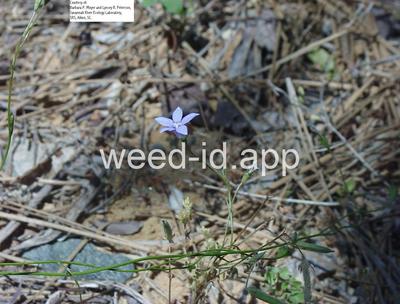 Wahlenbergia marginata