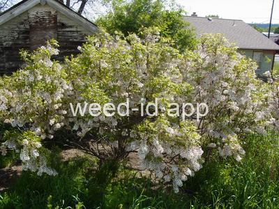 Xanthoceras sorbifolia