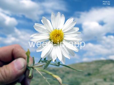 aster, woody