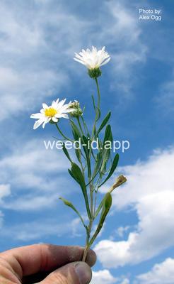 aster, woody