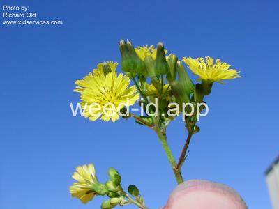 hawksbeard, Asiatic