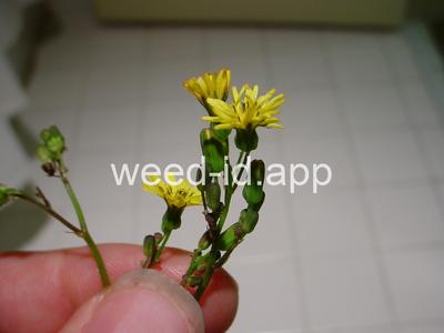 hawksbeard, Asiatic