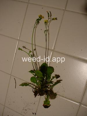 hawksbeard, Asiatic