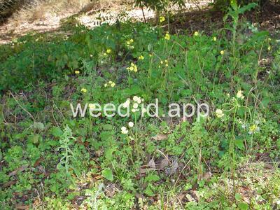 hawksbeard, Asiatic