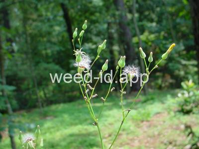 hawksbeard, Asiatic