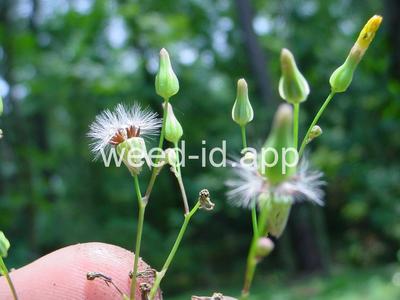 hawksbeard, Asiatic