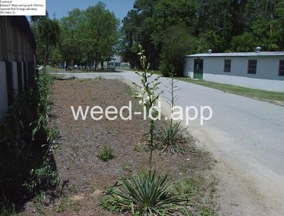 Yucca filamentosa