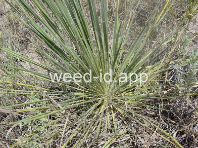yucca, Great Plains