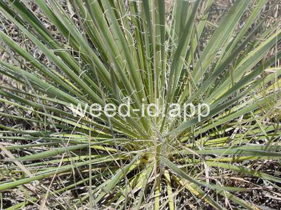 yucca, Great Plains
