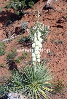 yucca, Great Plains