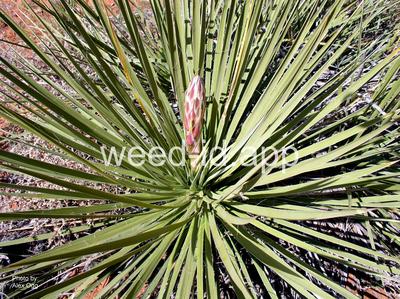 yucca, Great Plains