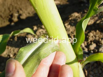 Zea mays